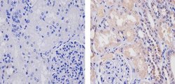 Invitrogen WNT2B Recombinant Superclonal Antibody (17HCLC) 100 &mu;g | Buy Online | Invitrogen&trade; | Fisher Scientific