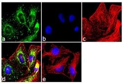 Invitrogen&trade;&nbsp;WNT2B Recombinant Superclonal&trade; Antibody (17HCLC)