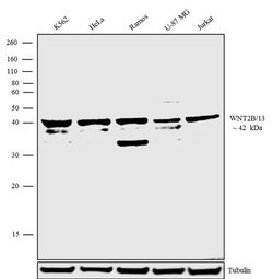 Invitrogen WNT2B Recombinant Superclonal Antibody (17HCLC) 100 &mu;g | Buy Online | Invitrogen&trade; | Fisher Scientific