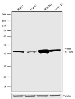 WNT16 Recombinant Superclonal Antibody (17HCLC):Antibodies, Recombinant