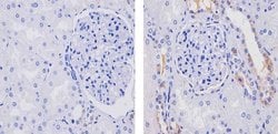 WNT16 Recombinant Superclonal Antibody (17HCLC):Antibodies, Recombinant