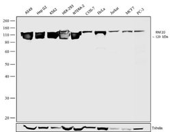 RNF20 Recombinant Polyclonal Antibody (10HCLC), Invitrogen 100 &mu;g; Unconjugated:Antibodies,