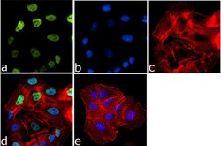 Invitrogen EKLF Recombinant Superclonal Antibody (6HCLC) 100 &mu;g; Unconjugated:Antibodies,
