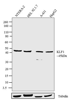 Invitrogen EKLF Recombinant Superclonal Antibody (6HCLC) 100 &mu;g; Unconjugated:Antibodies,
