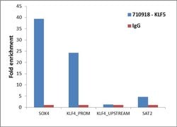 KLF5 Recombinant Superclonal Antibody (23HCLC):Antibodies, Recombinant