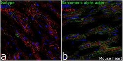 Invitrogen alpha Actinin 2 Recombinant Superclonal Antibody 100 &mu;g;