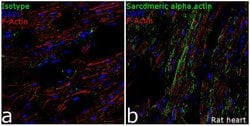 Invitrogen alpha Actinin 2 Recombinant Superclonal Antibody 100 &mu;g;