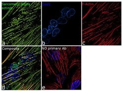 Invitrogen alpha Actinin 2 Recombinant Superclonal Antibody 100 &mu;g;