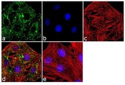 Invitrogen Sca-1 Recombinant Superclonal Antibody (7 HCLC) 100 &mu;g; Unconjugated:Antibodies,