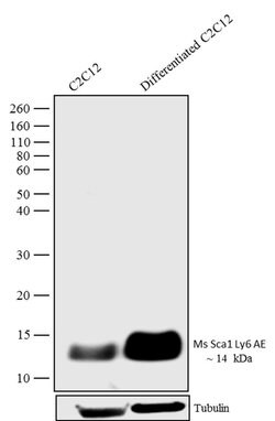 Invitrogen Sca-1 Recombinant Superclonal Antibody (7 HCLC) 100 &mu;g; Unconjugated:Antibodies,