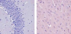 Invitrogen Sca-1 Recombinant Superclonal Antibody (7 HCLC) 100 &mu;g; Unconjugated:Antibodies,