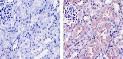 Invitrogen Sca-1 Recombinant Superclonal Antibody (7 HCLC) 100 &mu;g; Unconjugated:Antibodies,