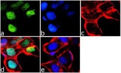 Invitrogen&trade;&nbsp;OTX2 Recombinant Superclonal&trade; Antibody (14HCLC)