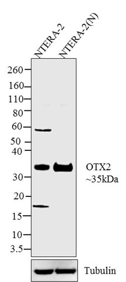 Invitrogen OTX2 Recombinant Superclonal Antibody (14HCLC) 100 &mu;g | Buy Online | Invitrogen&trade; | Fisher Scientific