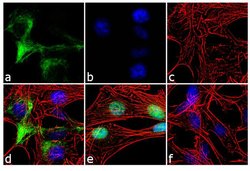 Invitrogen&trade;&nbsp;NF-H Recombinant Superclonal&trade; Antibody (4HCLC)