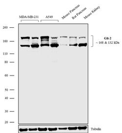 Invitrogen GLI2 Recombinant Superclonal Antibody (9HCLC) 100 &mu;g; Unconjugated:Antibodies,