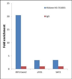 Invitrogen Histone H3 Recombinant Superclonal Antibody 100 &mu;g | Buy Online | Invitrogen&trade; | Fisher Scientific