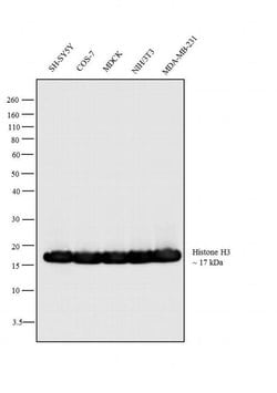 Invitrogen Histone H3 Recombinant Superclonal Antibody 100 &mu;g | Buy Online | Invitrogen&trade; | Fisher Scientific