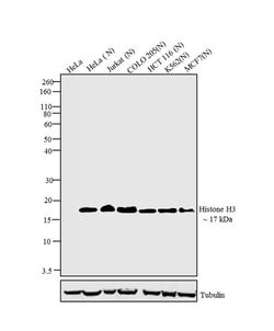 Invitrogen Histone H3 Recombinant Superclonal Antibody 100 &mu;g | Buy Online | Invitrogen&trade; | Fisher Scientific