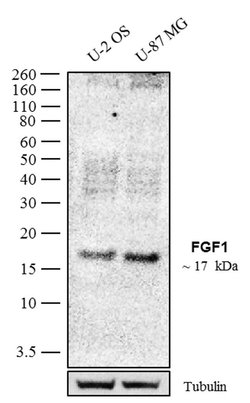 FGF1 Recombinant Polyclonal Antibody (7HCLC), Invitrogen 100 &mu;g; Unconjugated:Antibodies,