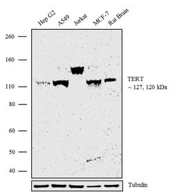Invitrogen TERT Recombinant Superclonal Antibody (19HCLC) 100 &mu;g | Buy Online | Invitrogen&trade; | Fisher Scientific