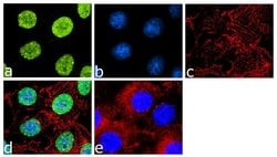Invitrogen TBX3 Recombinant Superclonal Antibody (22HCLC) 100 &mu;g; Unconjugated:Antibodies,