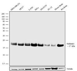 Invitrogen Stathmin 1 Recombinant Superclonal Antibody (4 HCLC) 100 &mu;g;