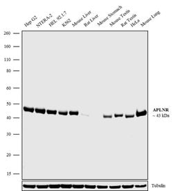 Invitrogen Apelin Receptor Recombinant Superclonal Antibody (5HCLC) 100