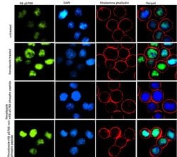 Invitrogen Phospho-Rb (Ser788) Recombinant Superclonal Antibody (6HCLC)