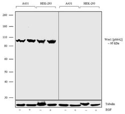 Invitrogen Phospho-WEE1 (Ser642) Recombinant Superclonal Antibody (11HCLC)