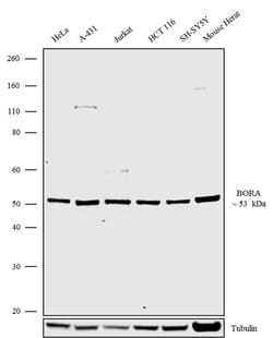 Invitrogen Bora Recombinant Superclonal Antibody (10HCLC) 100 &mu;g; Unconjugated:Antibodies,