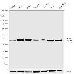 Invitrogen RAD1 Recombinant Superclonal Antibody (8HCLC) 100 &mu;g; Unconjugated:Antibodies,