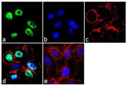 c-Jun Recombinant Polyclonal Antibody (2HCLC), Invitrogen 100 &mu;g; Unconjugated:Antibodies,