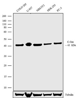 c-Jun Recombinant Polyclonal Antibody (2HCLC), Invitrogen 100 &mu;g; Unconjugated:Antibodies,