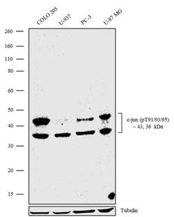 Invitrogen&trade;&nbsp;Phospho-c-Jun (Thr91, Thr93, Thr95) Recombinant Superclonal&trade; Antibody (13HCLC)