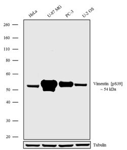 Phospho-Vimentin (Ser39) Recombinant Polyclonal Antibody (3HCLC), Invitrogen