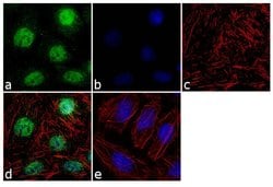 Invitrogen OPN-R Recombinant Superclonal Antibody (24 HCLC) 100 &mu;g;