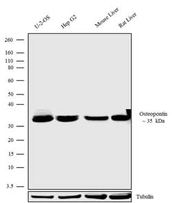 Invitrogen OPN-R Recombinant Superclonal Antibody (24 HCLC) 100 &mu;g;