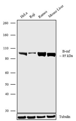 Invitrogen B-Raf Recombinant Superclonal Antibody (7HCLC) 100 &mu;g; Unconjugated:Antibodies,
