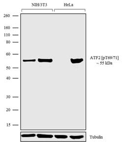 Phospho-ATF2 (Tyr69, Thr71) Recombinant Polyclonal Antibody (24HCLC), Invitrogen