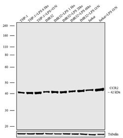 Invitrogen CCR2 Recombinant Superclonal Antibody 100 &mu;g | Buy Online | Invitrogen&trade; | Fisher Scientific