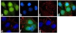 Invitrogen&trade;&nbsp;Phospho-GSK3 alpha/beta (Tyr279, Tyr216) Recombinant Superclonal&trade; Antibody
