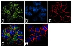 Invitrogen&trade;&nbsp;CCR5 Recombinant Superclonal&trade; Antibody (2HCLC)