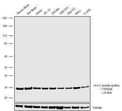 14-3-3 epsilon Recombinant Polyclonal Antibody (5HCLC), Invitrogen 100