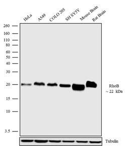 Invitrogen RhoB Recombinant Superclonal Antibody (19HCLC) 100 &mu;g; Unconjugated:Antibodies,