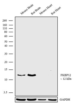 Invitrogen FKBP12 Recombinant Superclonal Antibody (1 HCLC) 100 &mu;g;