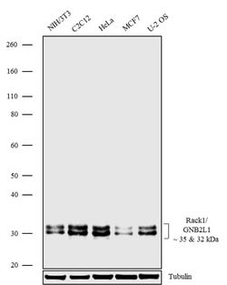 RACK1 Recombinant Polyclonal Antibody (23HCLC), Invitrogen 100 &mu;g; Unconjugated:Antibodies,