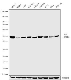 YBX1 Recombinant Polyclonal Antibody (10HCLC), Invitrogen 100 &mu;g; Unconjugated:Antibodies,