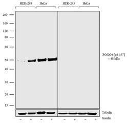 Invitrogen Phospho-FOXO4 (Ser197) Recombinant Superclonal Antibody (12HCLC)