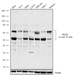 Invitrogen TRAF2 Recombinant Superclonal Antibody (12HCLC) 100 &mu;g; Unconjugated:Antibodies,